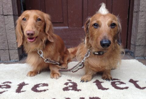 テテアテテヘアーの2匹の看板犬