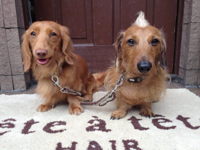 テテアテテヘアーの2匹の看板犬